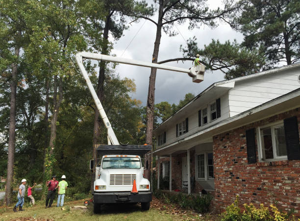 Best Leaf Removal  in Oneonta, AL