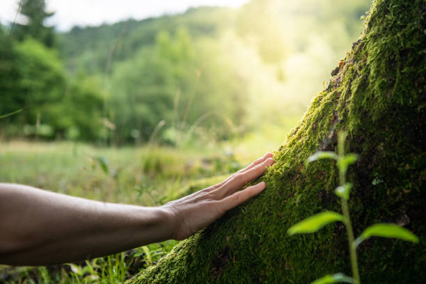 How Our Tree Care Process Works  in  Oneonta, AL